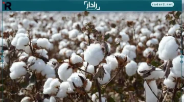 مزاد قطن الفيوم يحقق بيع 22 ألف ونصف كيس وسعر القنطار يرتفع